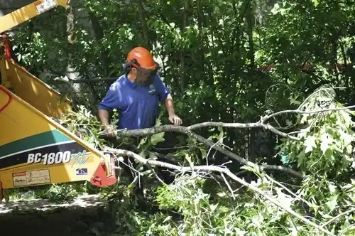 tree services Chamita